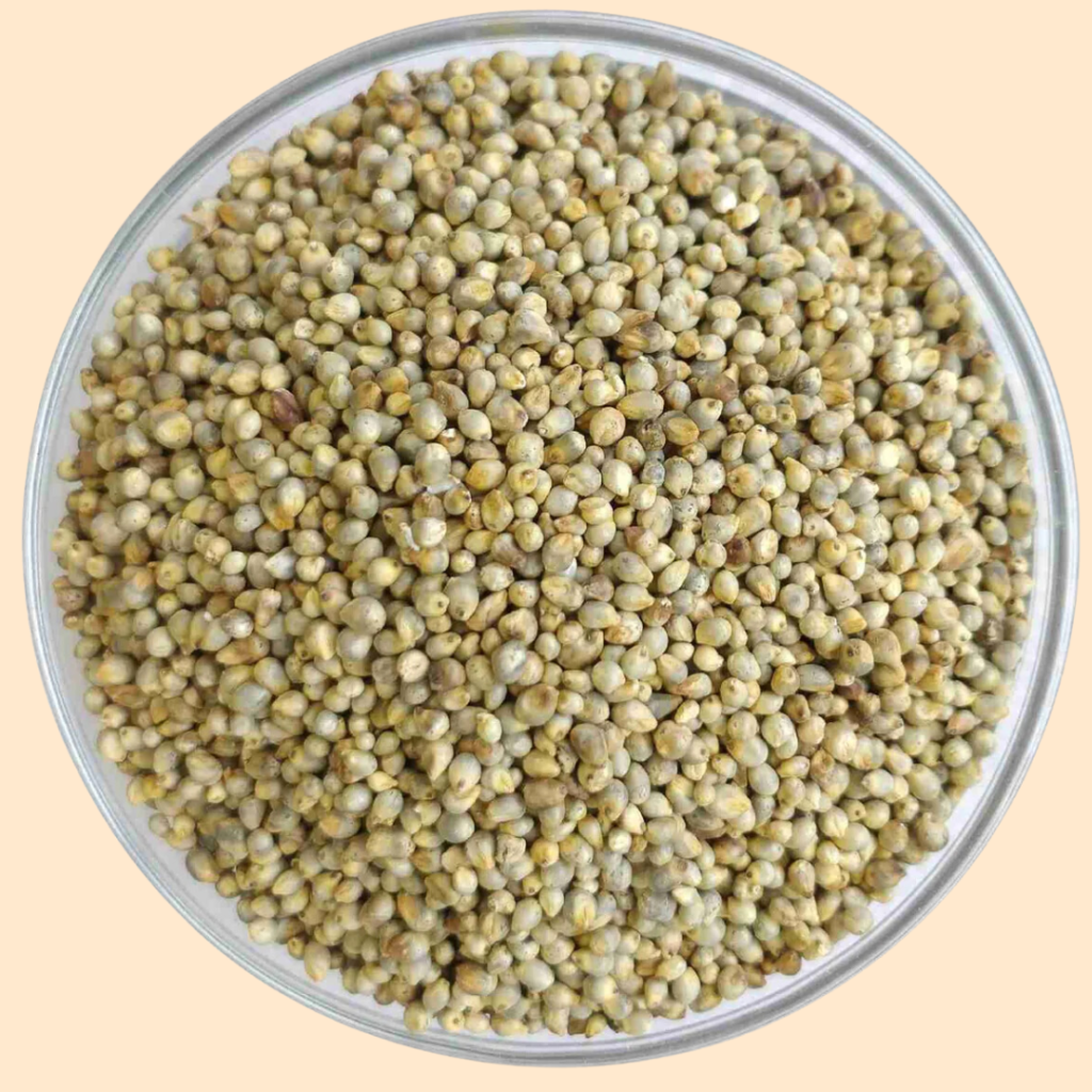  Pearl Millet (Bajra)