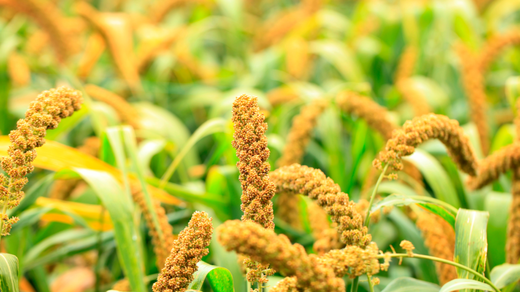 Foxtail Millets (Ragi)